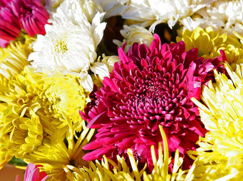 Chrysanthèmes