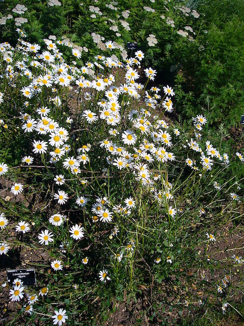 Marguerites