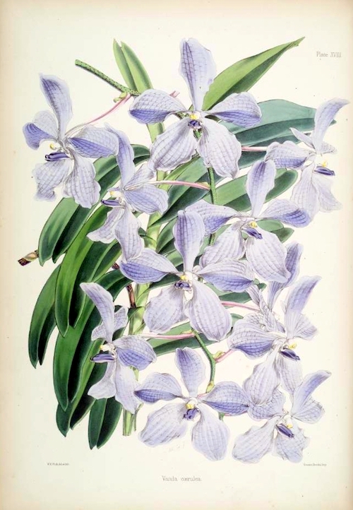 Orchidée bleue