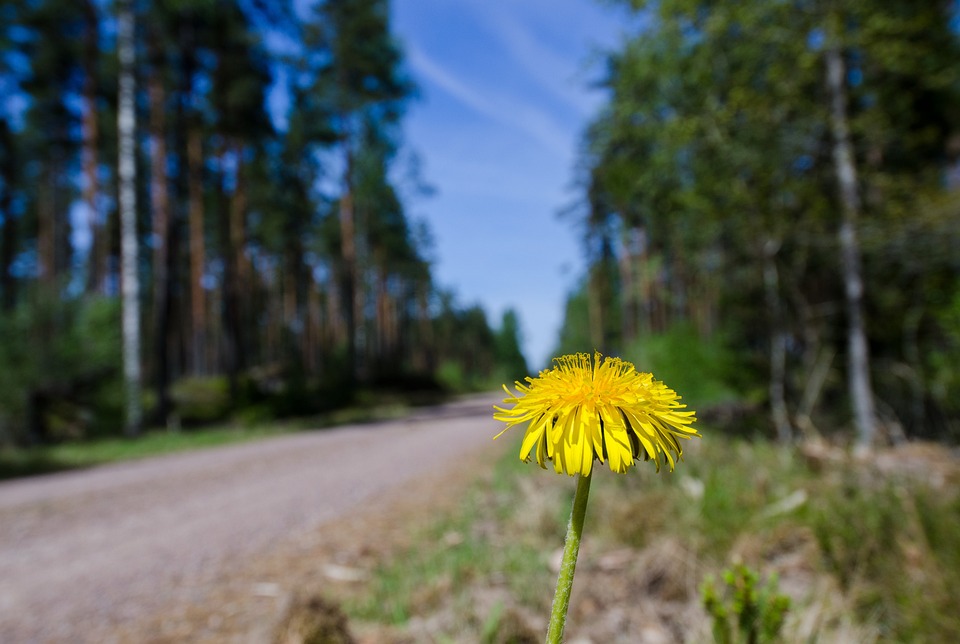 Fleur jaune sauvage bord de route