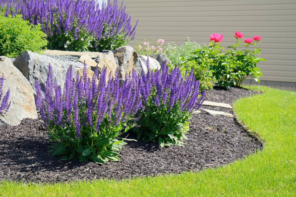 Jardin avec fleurs rouges et violettes