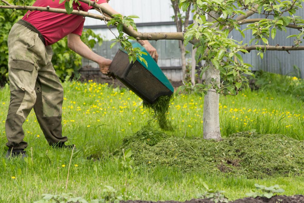 Herbes tonte pelouse