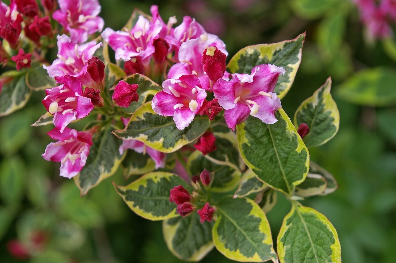 Weigela Florida