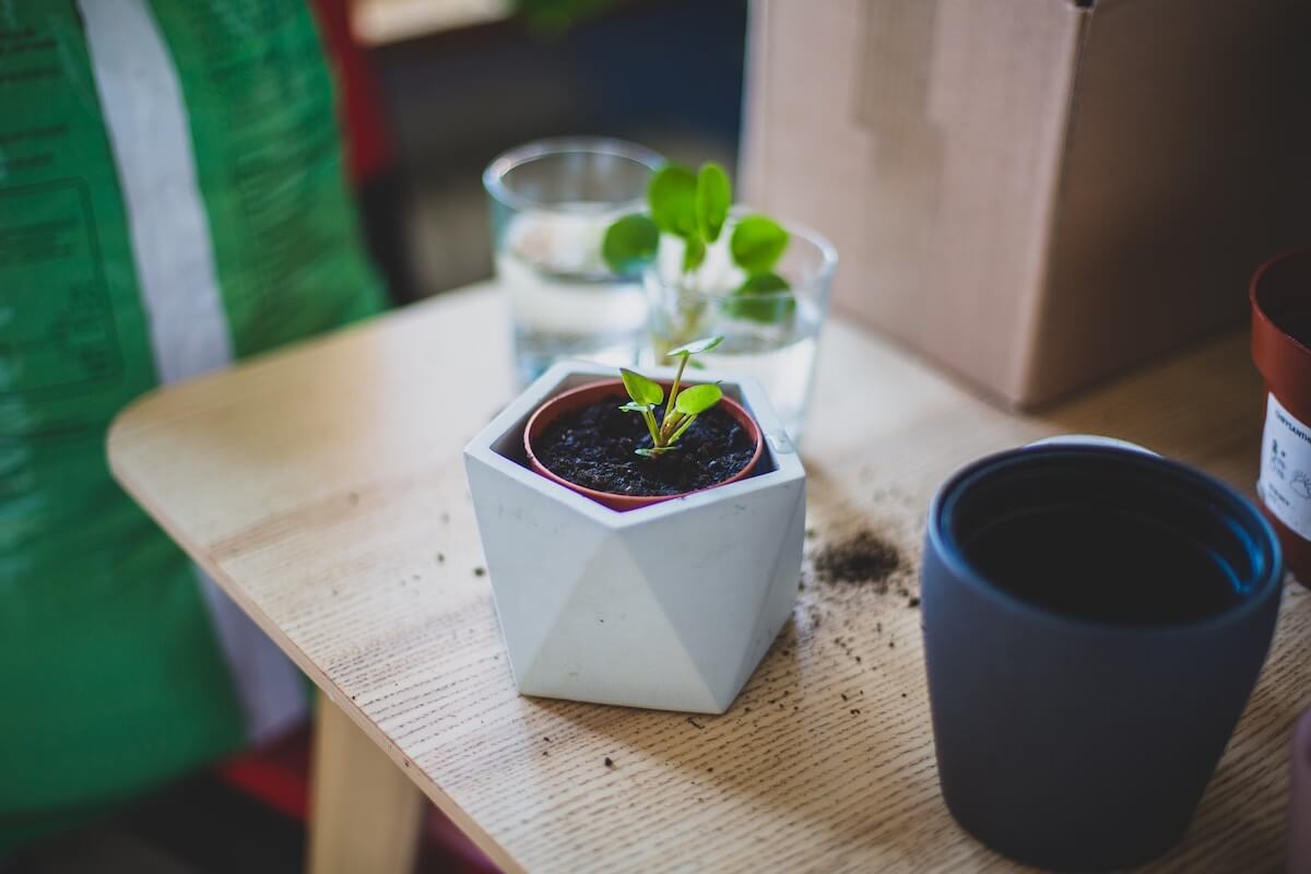 Conseils pour planter un pilea