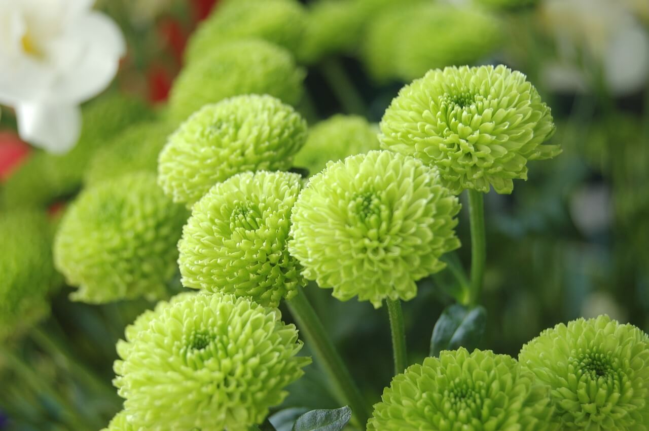 Chrysanthème santini