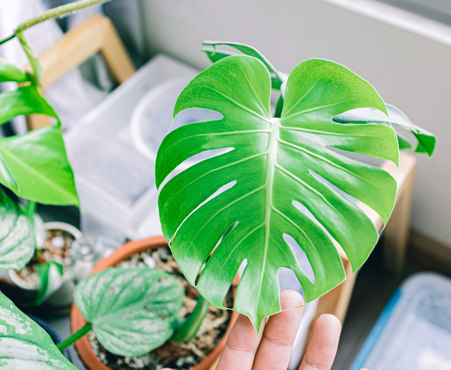 Comment rempoter et bouturer un monstera déliciosa 