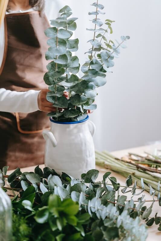 Eucalyptus dans de l'eau